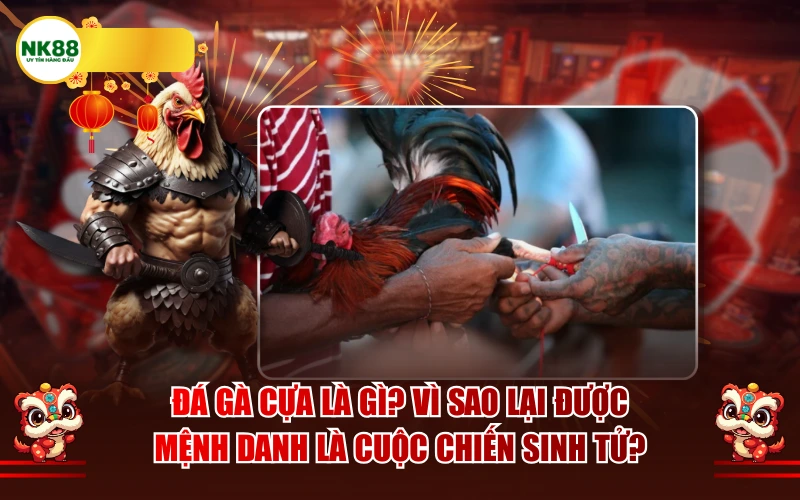 Đá gà cựa là gì? Vì sao lại được mệnh danh là cuộc chiến sinh tử?