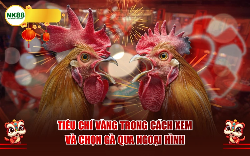 Tiêu chí vàng trong cách xem và chọn gà qua ngoại hình
